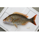 Lethrinus nebulosus (Forsskal, 1775)