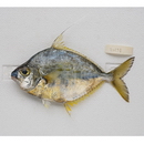 Leiognathus fasciatus (Lacepede, 1803)