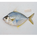 Leiognathus fasciatus (Lacepede, 1803)