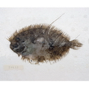 Bothus pantherinus (Ruppell, 1830)