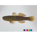 Tridentiger bifasciatus Steindachner, 1881