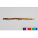 Eutaeniichthys gilli Jordan et Snyder, 1901