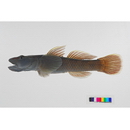 Rhinogobius sp. OR (morphotype Shinjiko)