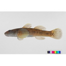 Rhinogobius sp. OR (morphotype Shinjiko)