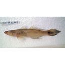 Glossogobius aureus Akihito et Meguro, 1975