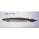 Pseudapocryptes lanceolatus (Bloch et Schneider, 1801)