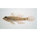 Fusigobius neophytus (Gunther, 1877)