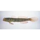 Cryptocentrus maudae Fowler, 1937