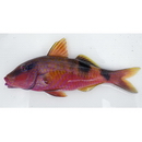 Parupeneus multifasciatus (Quoy et Gaimard, 1825)