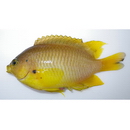 Pomacentrus amboinensis Bleeker, 1868