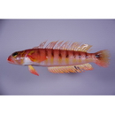 Parapercis multifasciata Doderlein, 1884