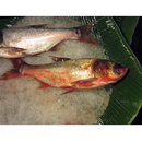 Aristichthys nobilis (Richardson, 1844)