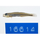 Parioglossus senoui Suzuki, Yonezawa et Sakaue, 2010