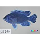 Chrysiptera cyanea (Quoy et Gaimard, 1825)