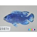 Chrysiptera cyanea (Quoy et Gaimard, 1825)