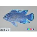 Chrysiptera cyanea (Quoy et Gaimard, 1825)