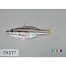 Cheilodipterus quinquelineatus Cuvier, 1828