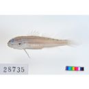 Amblygobius sp. 1 of Suzuki (2004)