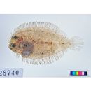 Crossorhombus kobensis (Jordan et Starks, 1906)