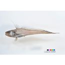 Gadomus colletti Jordan et Gilbert, 1904