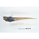 Nezumia proxima (Smith et Radcliffe, 1912)