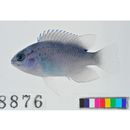 Chrysiptera cyanea (Quoy et Gaimard, 1825)