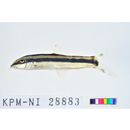 Yasuhikotakia nigrolineata (Kottelat et Chu, 1987)