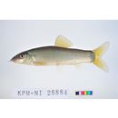 Yasuhikotakia lecontei (Fowler, 1937)