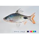 Puntius filamentosus (Valenciennes, 1844)