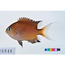 Chromis atripes Fowler et Bean, 1928