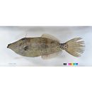 Aluterus scriptus (Osbeck, 1765)