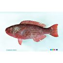 Scarus rubroviolaceus Bleeker, 1847