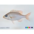 Gnathodentex aureolineatus (Lacepede, 1802)