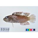 Labracinus cyclophthalmus (Muller et Troschel, 1849)