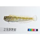 Rhabdoblennius nitidus (Gunther, 1861)