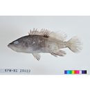 Epinephelus akaara (Temminck et Schlegel, 1842)