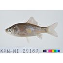 Carassius sp