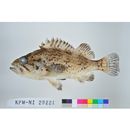 Sebastes schlegelii Hilgendorf, 1880