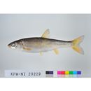 Tribolodon hakonensis (Gunther, 1877)