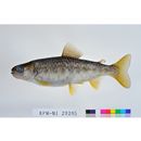 Oncorhynchus masou masou (Brevoort, 1856) X Salvelinus leucomaenis leucomaenis (Pallas, 1814)
