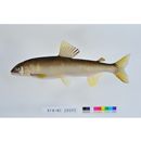 Plecoglossus altivelis altivelis (Temminck et Schlegel, 1846)