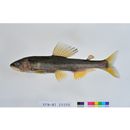 Plecoglossus altivelis altivelis (Temminck et Schlegel, 1846)