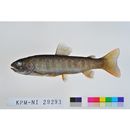Salvelinus leucomaenis leucomaenis (Pallas, 1814)