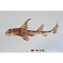 Heterodontus japonicus Maclay et Macleay, 1884