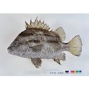 Hapalogenys kishinouyei Smith et Pope, 1906