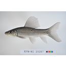 Labeo coubie Ruppell, 1832