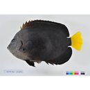 Chaetodontoplus caeruleopunctatus Yasuda et Tominaga, 1976