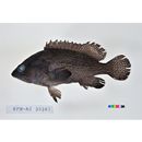 Epinephelus polystigma (Bleeker, 1853)