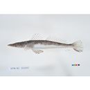 Sunagocia arenicola (Schultz, 1966)