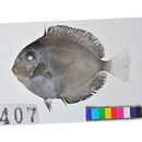 Acanthurus sp